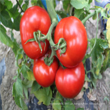 Suntoday plantio indeterminado grande vermelho egito nomes científicos de vegetal híbrido F1 chinês sementes de tomate (22029)